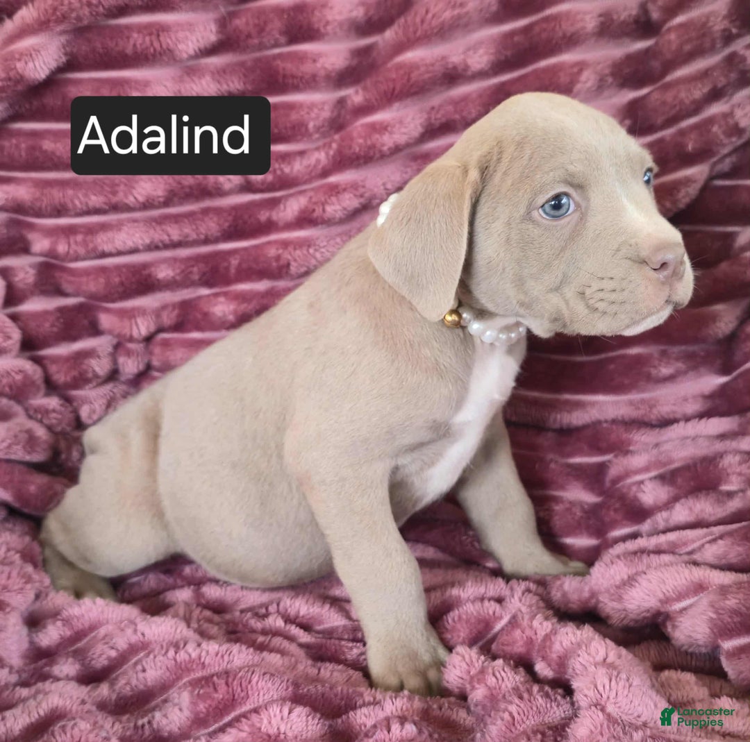 Cane Corso dogs for sale: Adalind - Ad 16