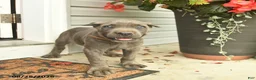 Cane Corso dogs for sale: Maverick  - Ad 4