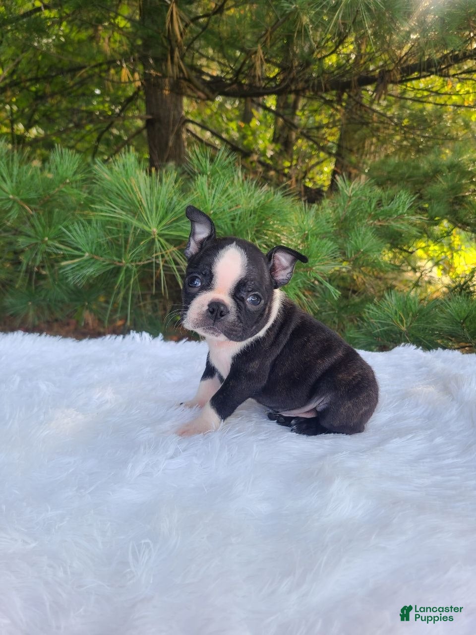 Boston Terrier dogs Peanut - Ad 2