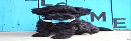 Shihpoo dogs for sale: Snickers  - Ad 1