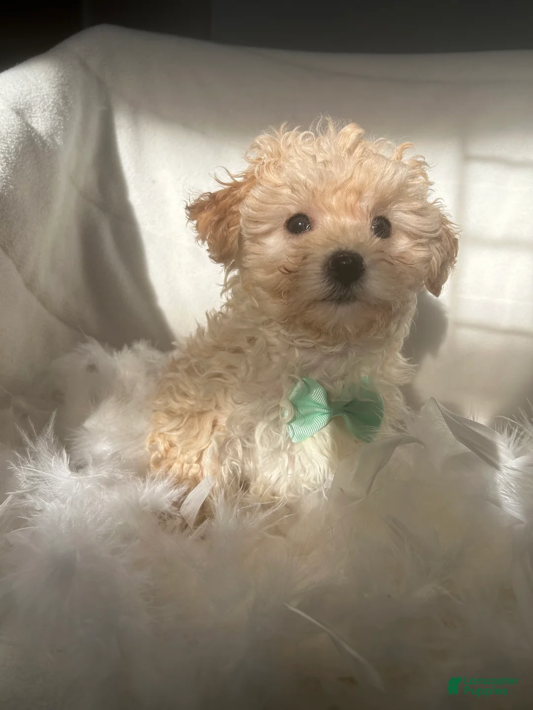 Mixed Breed dogs for sale: Wilson  - Ad 3