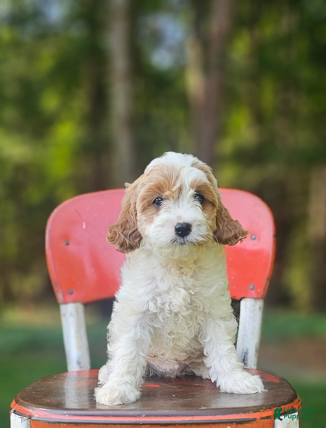 Cavapoo dogs for sale: Bailey - Ad 2