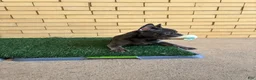 French Bulldog dogs for sale: Dash - Ad 6