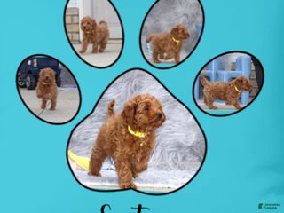 Havapoo dogs Easton 💙 - Ad 8