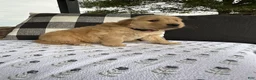 Golden Retriever dogs for sale: Hazel - Ad 19