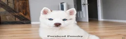 Pomsky dogs for sale: Teddy Tiny Pomsky - Ad 5