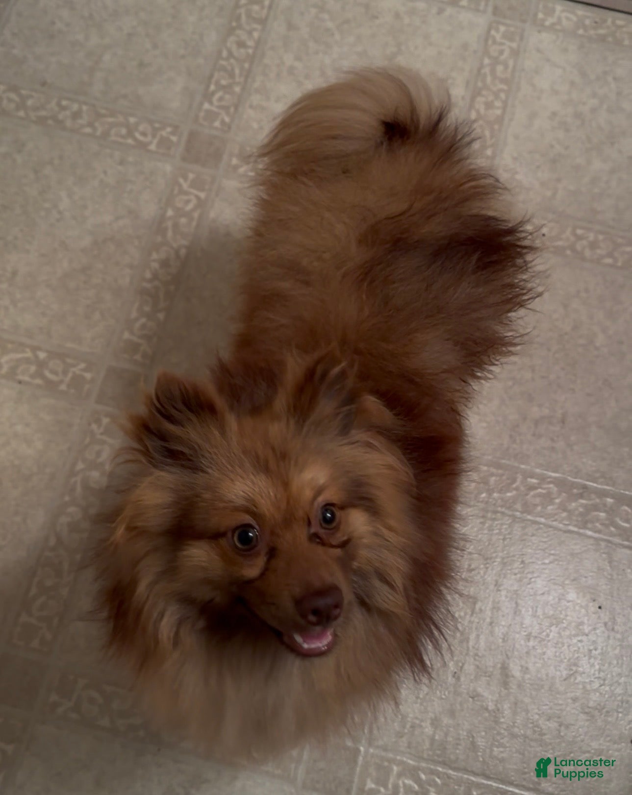 Pomeranian dogs for sale: Ocscar  - Ad 4