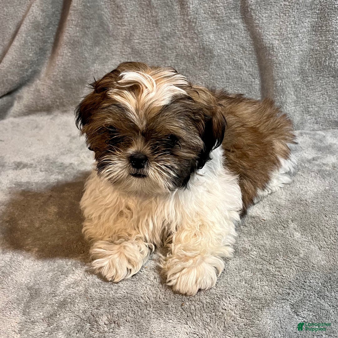 Shih Tzu dogs for sale: Milo - Ad 4
