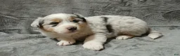 Australian Shepherd dogs for sale: Flynn - Ad 37