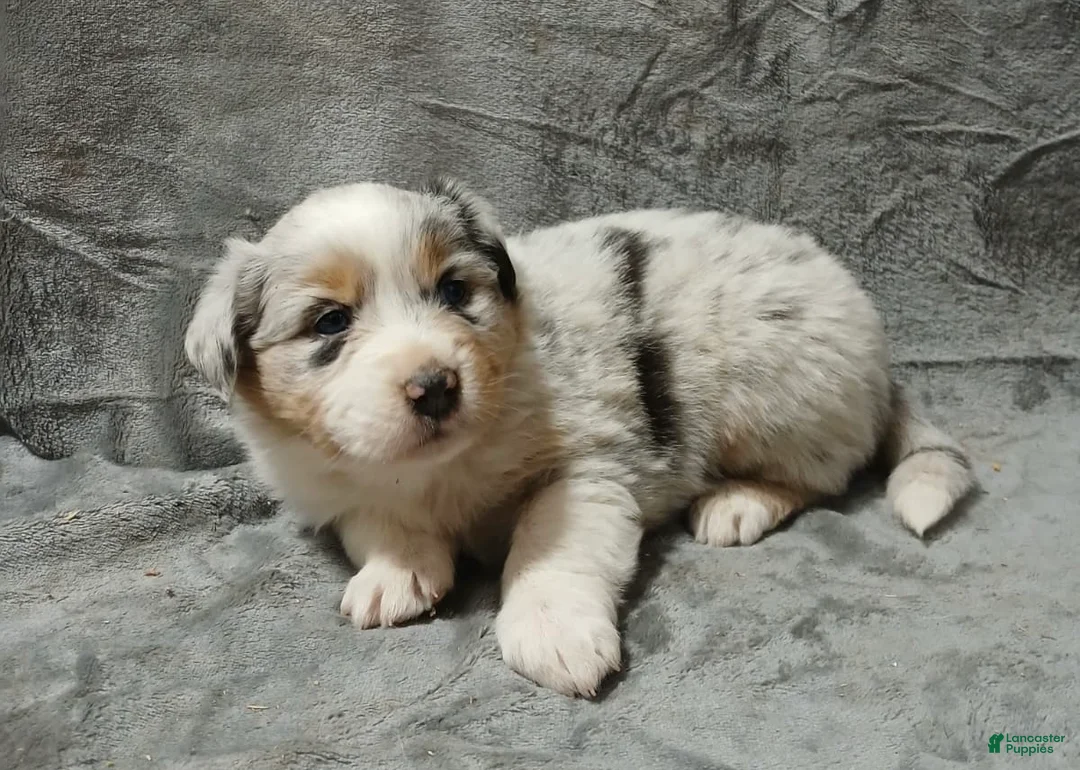 Australian Shepherd dogs for sale: Flynn - Ad 37