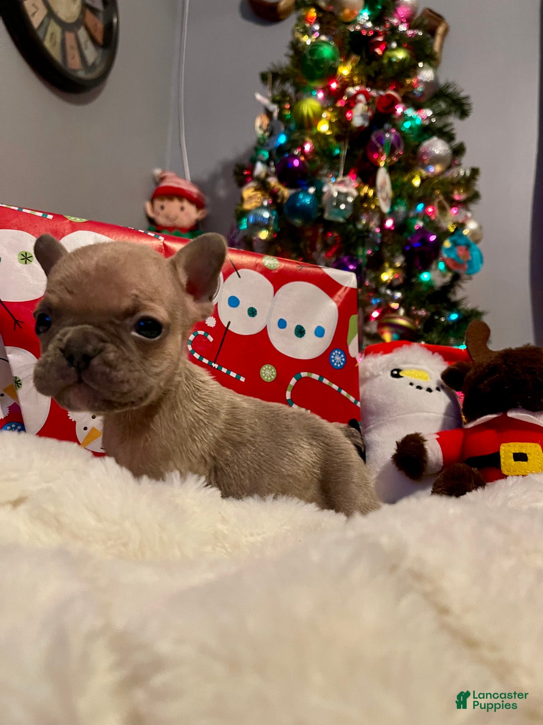 French Bulldog dogs for sale: Jujube  - Ad 2