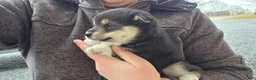 Shiba Inu dogs for sale: Shiba Inu Puppy 2 - Ad 6