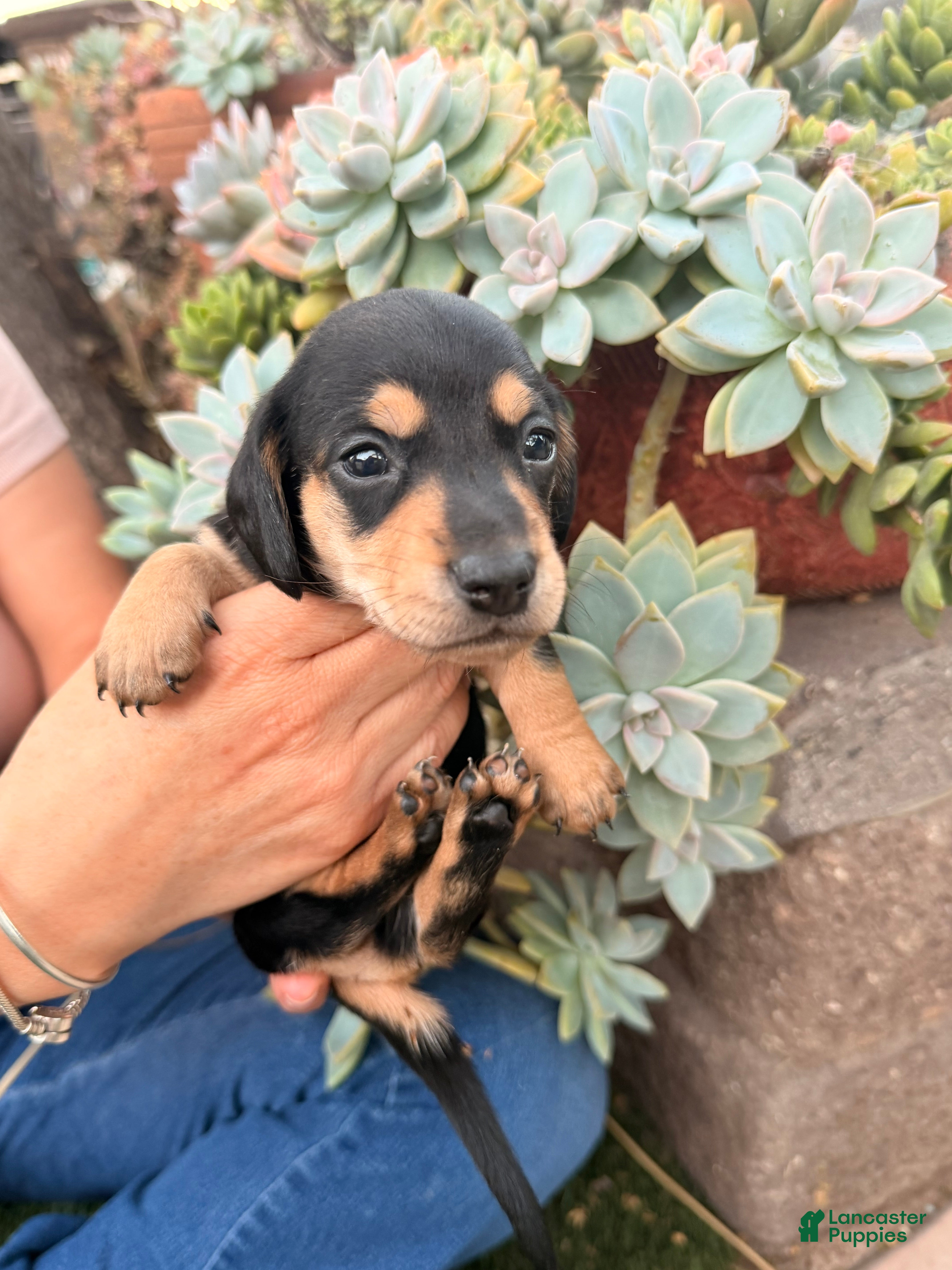 Miniature Dachshund dogs Miniature Dachshund 3 - Ad 1