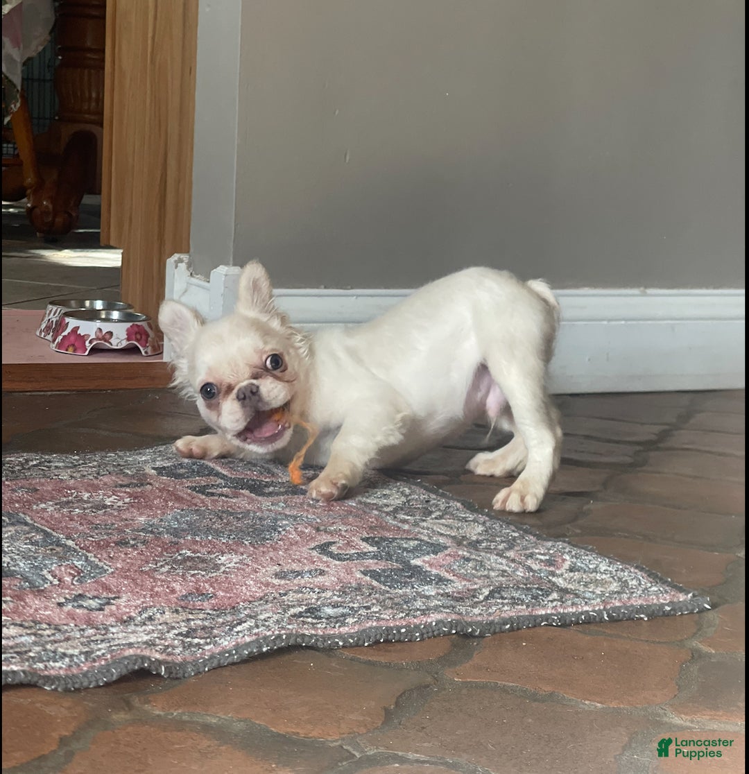 French Bulldog dogs for sale: Snail - Ad 2