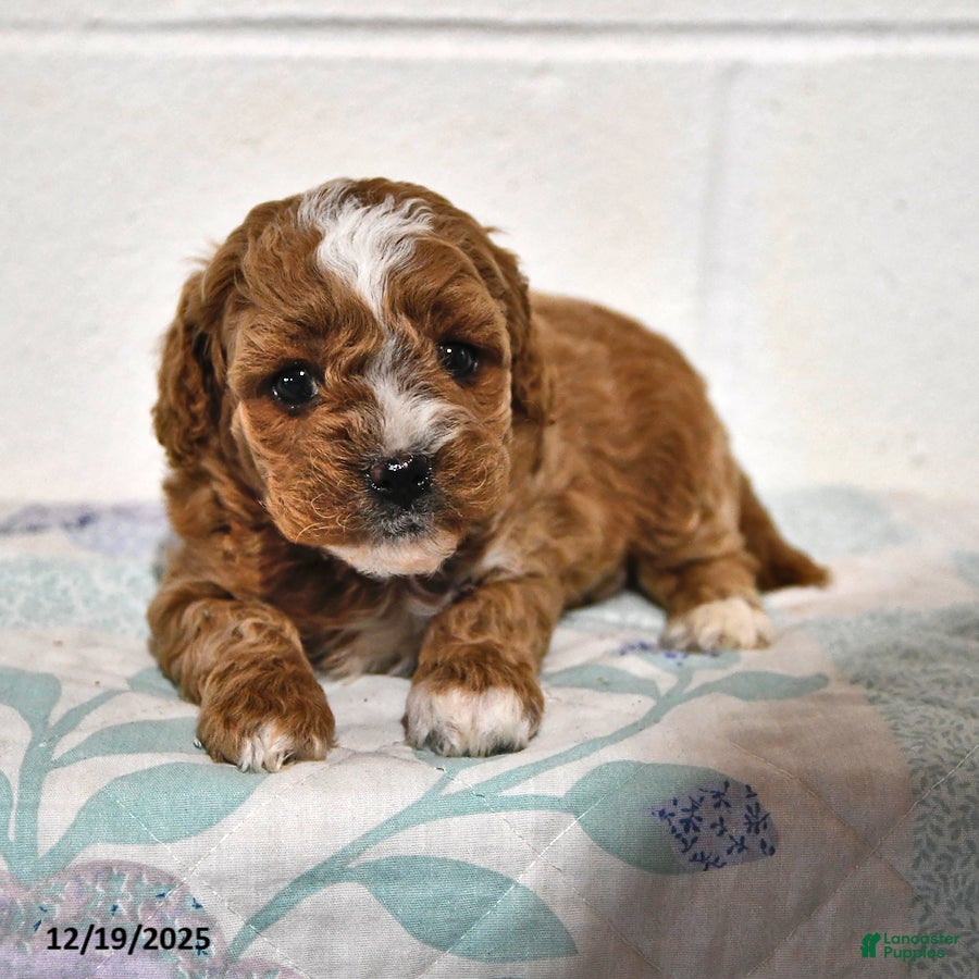 Cavapoo dogs Cleo - Ad 2