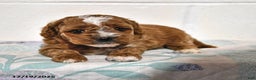 Cavapoo dogs for sale: Cleo - Ad 1
