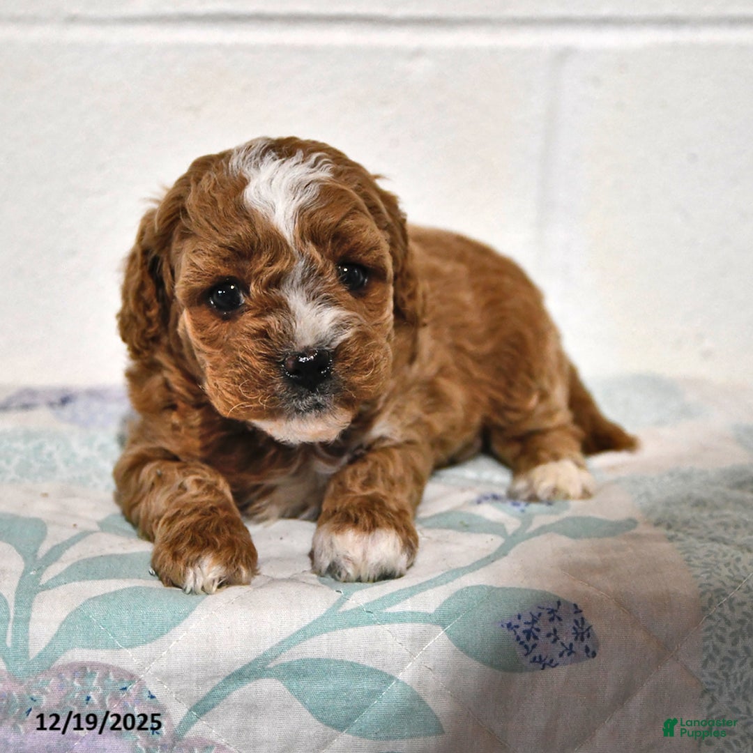 Cavapoo dogs for sale: Cleo - Ad 1