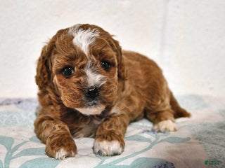 Cavapoo dogs Cleo - Ad 2