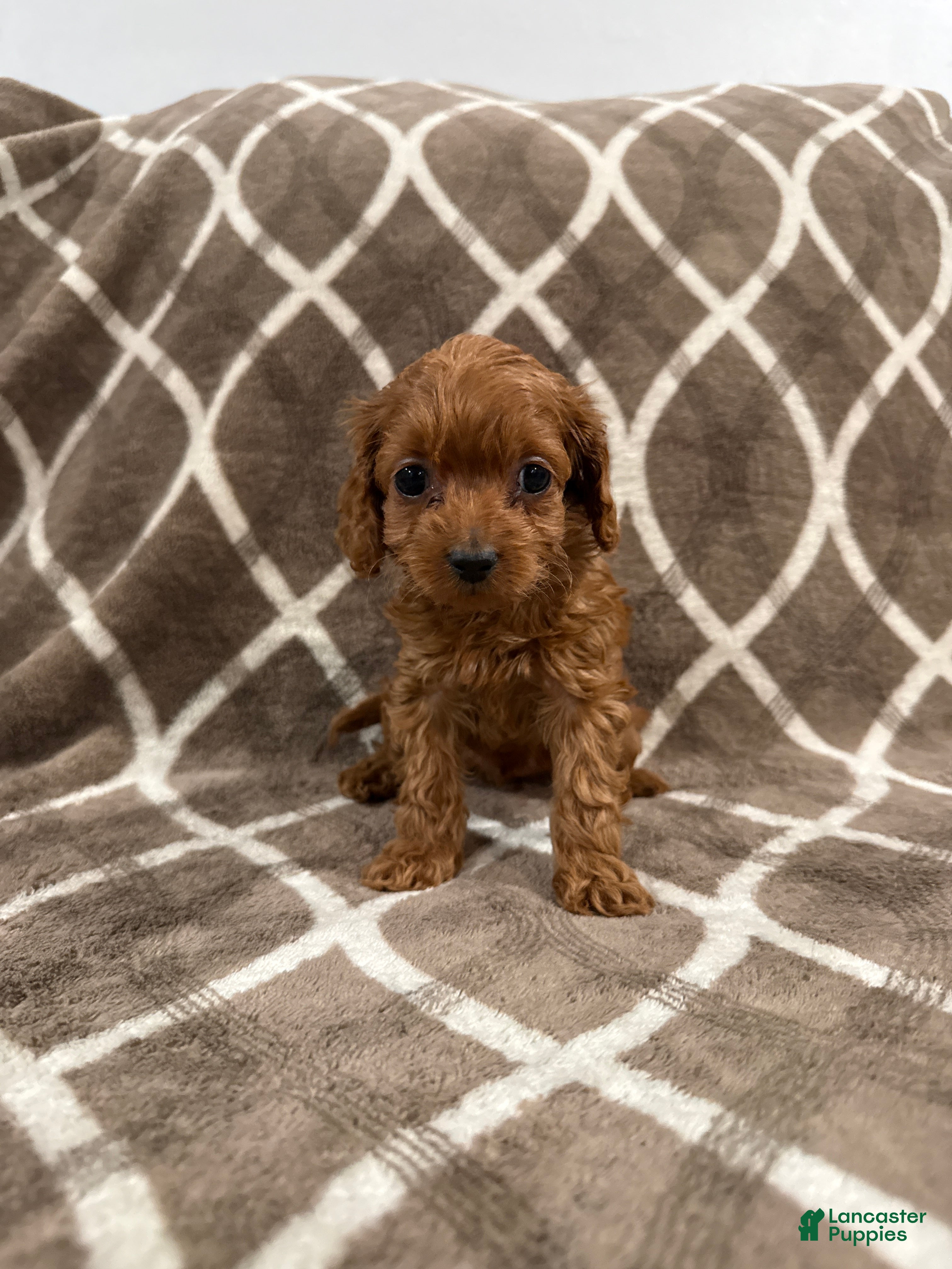 Cockapoo dogs Ruby - Ad 2