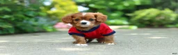 Cavalier King Charles Spaniel dogs for sale: Charlie - Ad 5