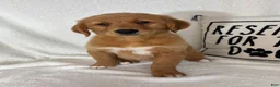 Golden Retriever dogs for sale: Ginger - Ad 4