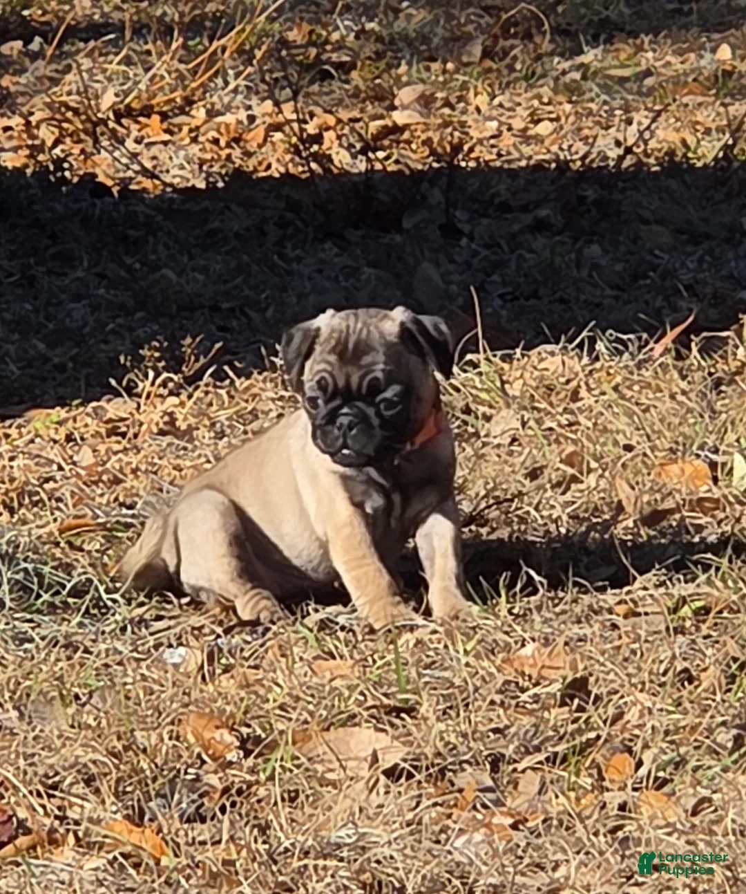 Pug dogs for sale: Lola - Ad 3