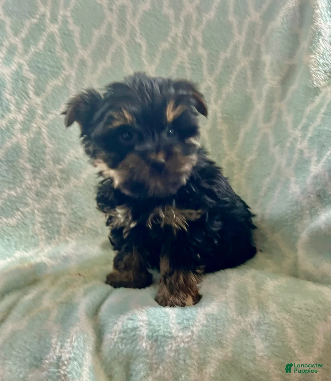 Yorkshire Terrier dogs for sale: Toby - Ad 1