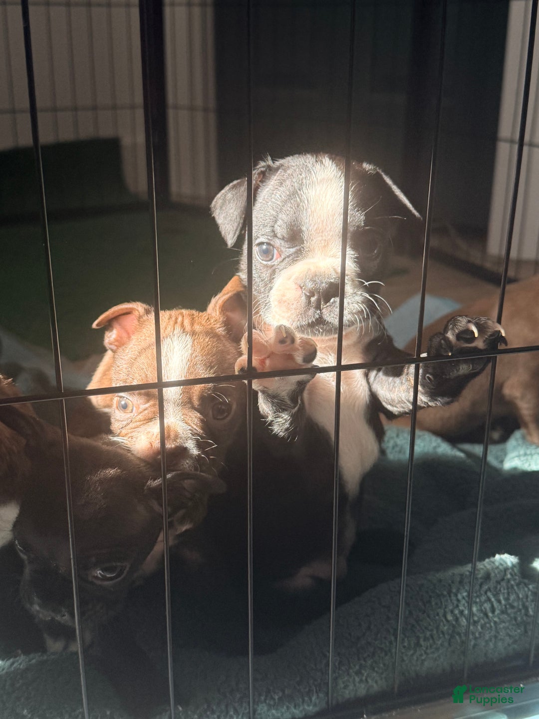 Frenchton dogs for sale: Cruella - Ad 2