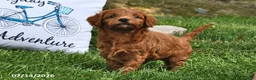 Goldendoodle dogs for sale: Daisy - Ad 4