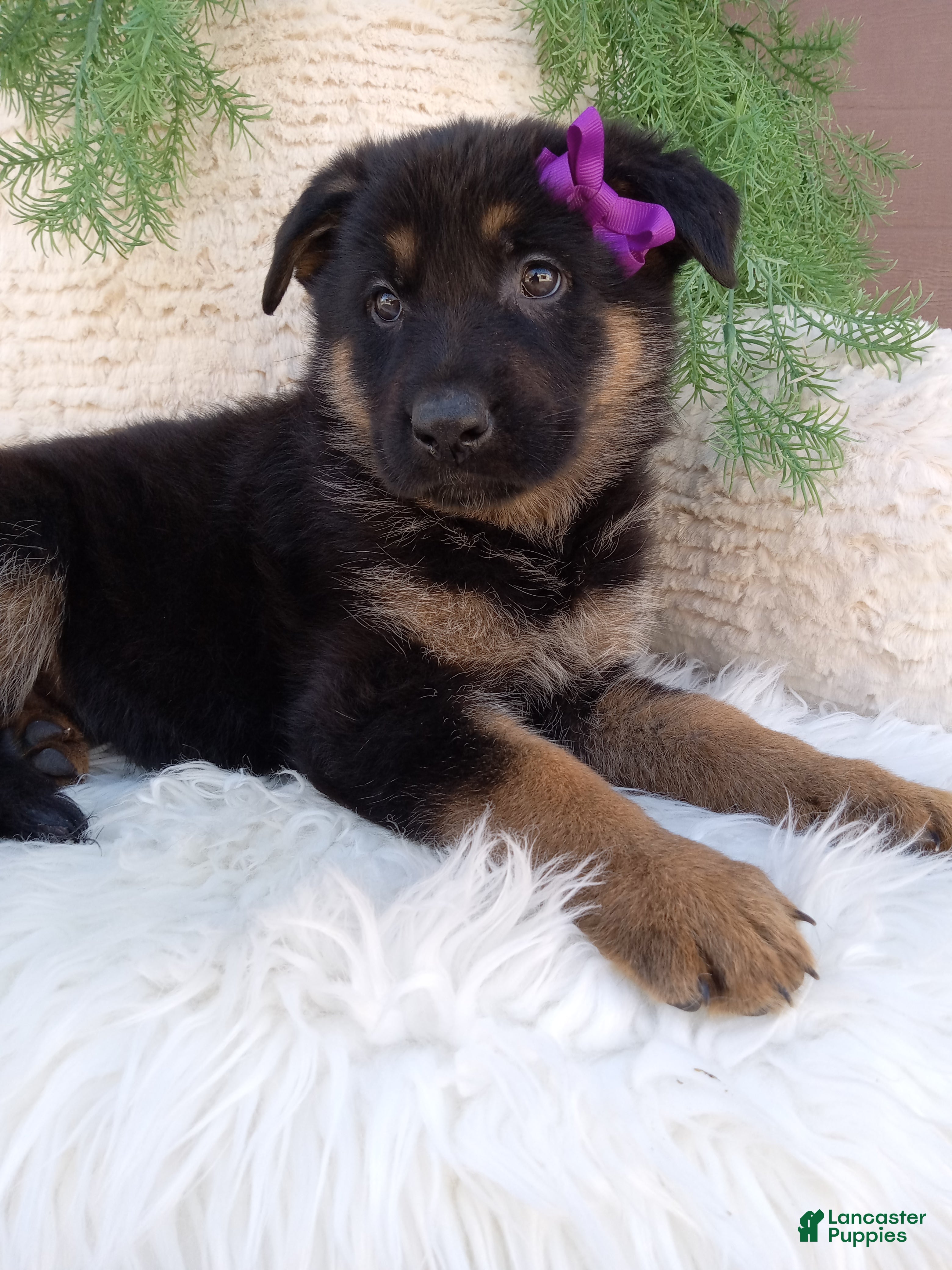 German Shepherd dogs Skye - Ad 1