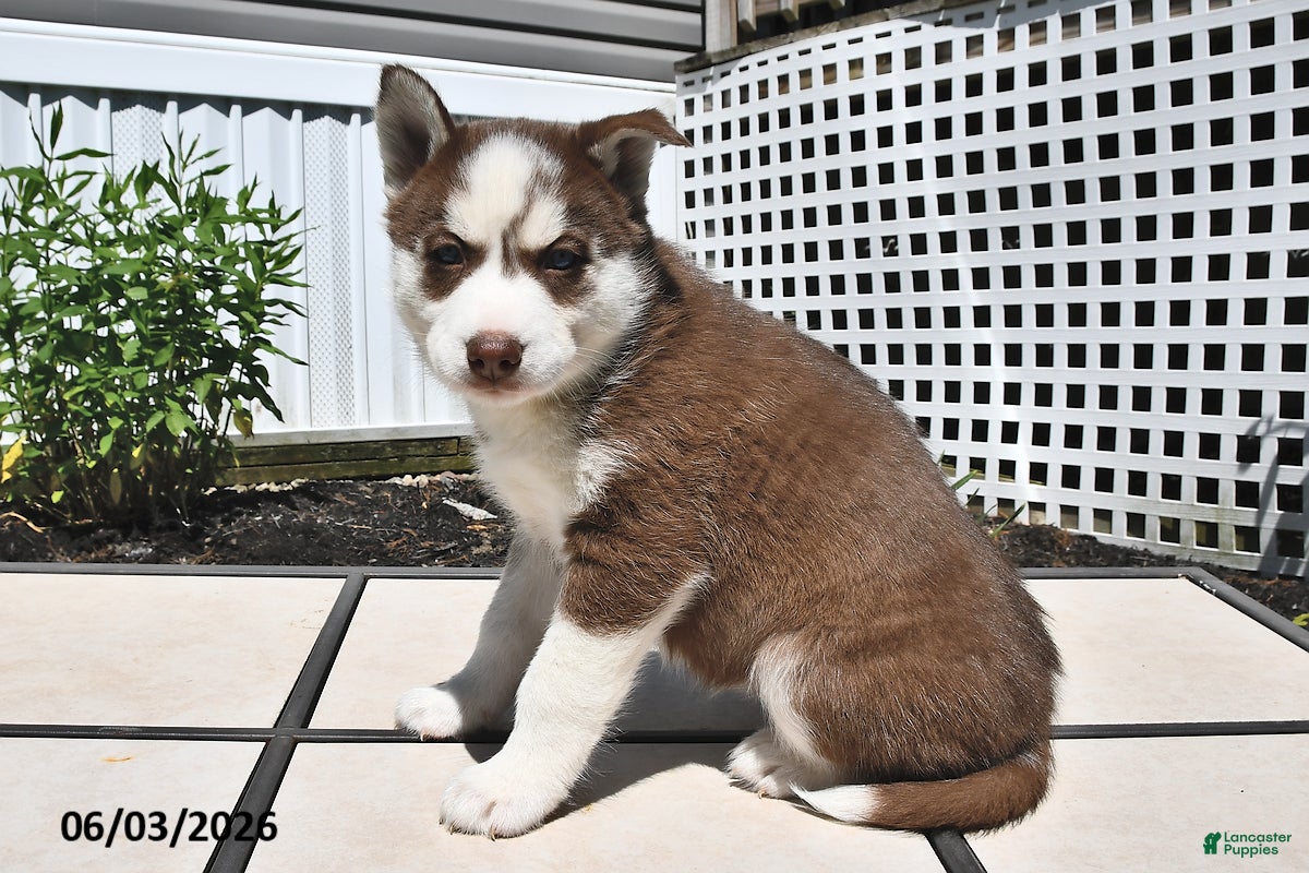 Siberian Husky dogs for sale: Candy - Ad 3