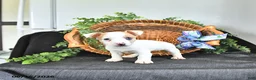 Jack Russell Terrier dogs for sale: Tilly - Ad 3