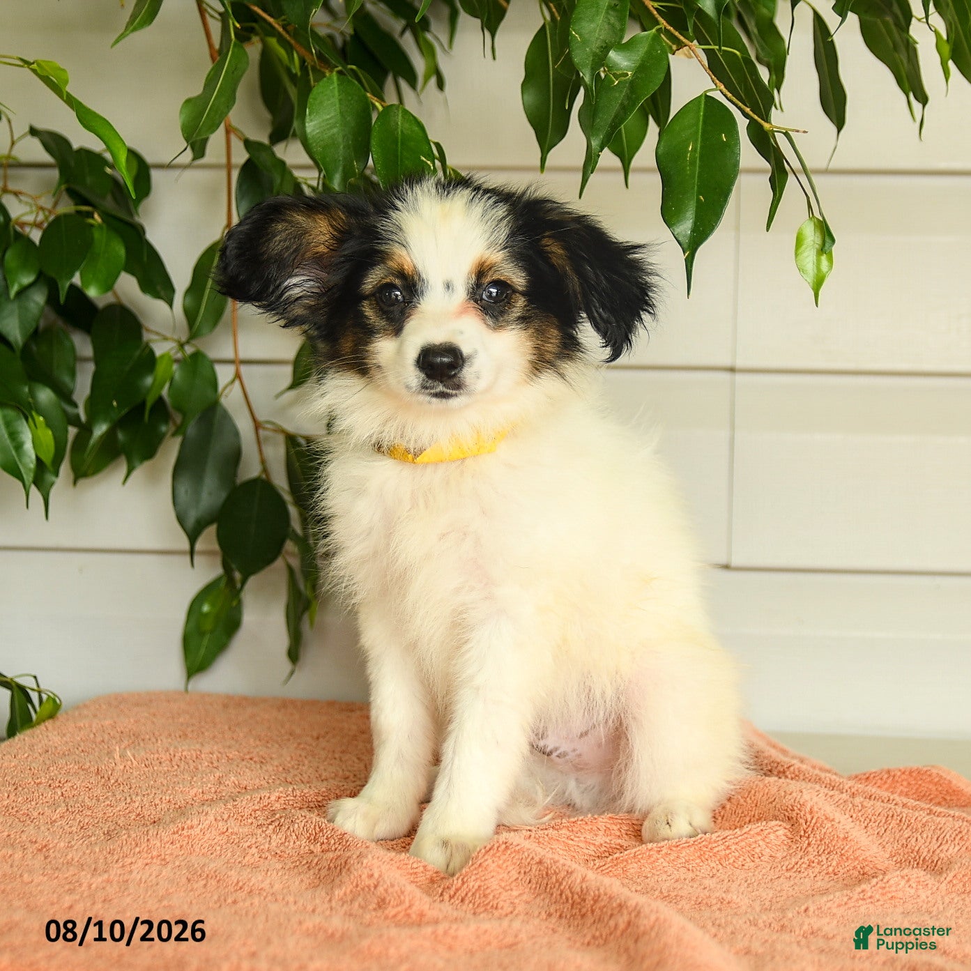 Rascal Papillon for sale in Christiana | Lancaster Puppies