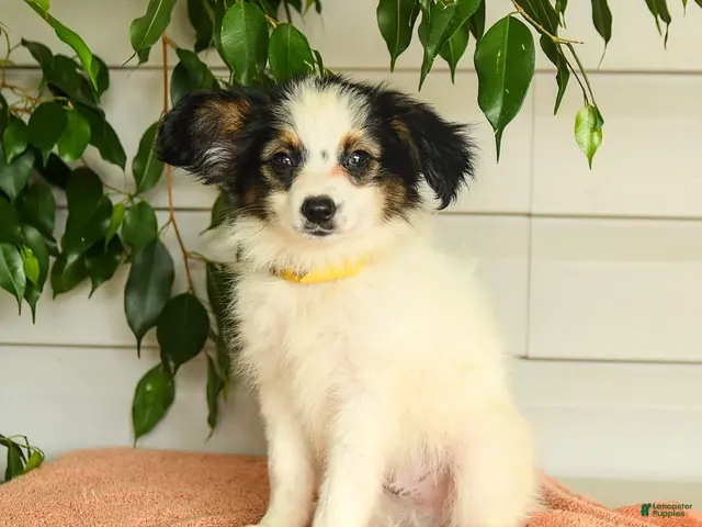 Papillon dogs for sale: Rascal - Ad 1