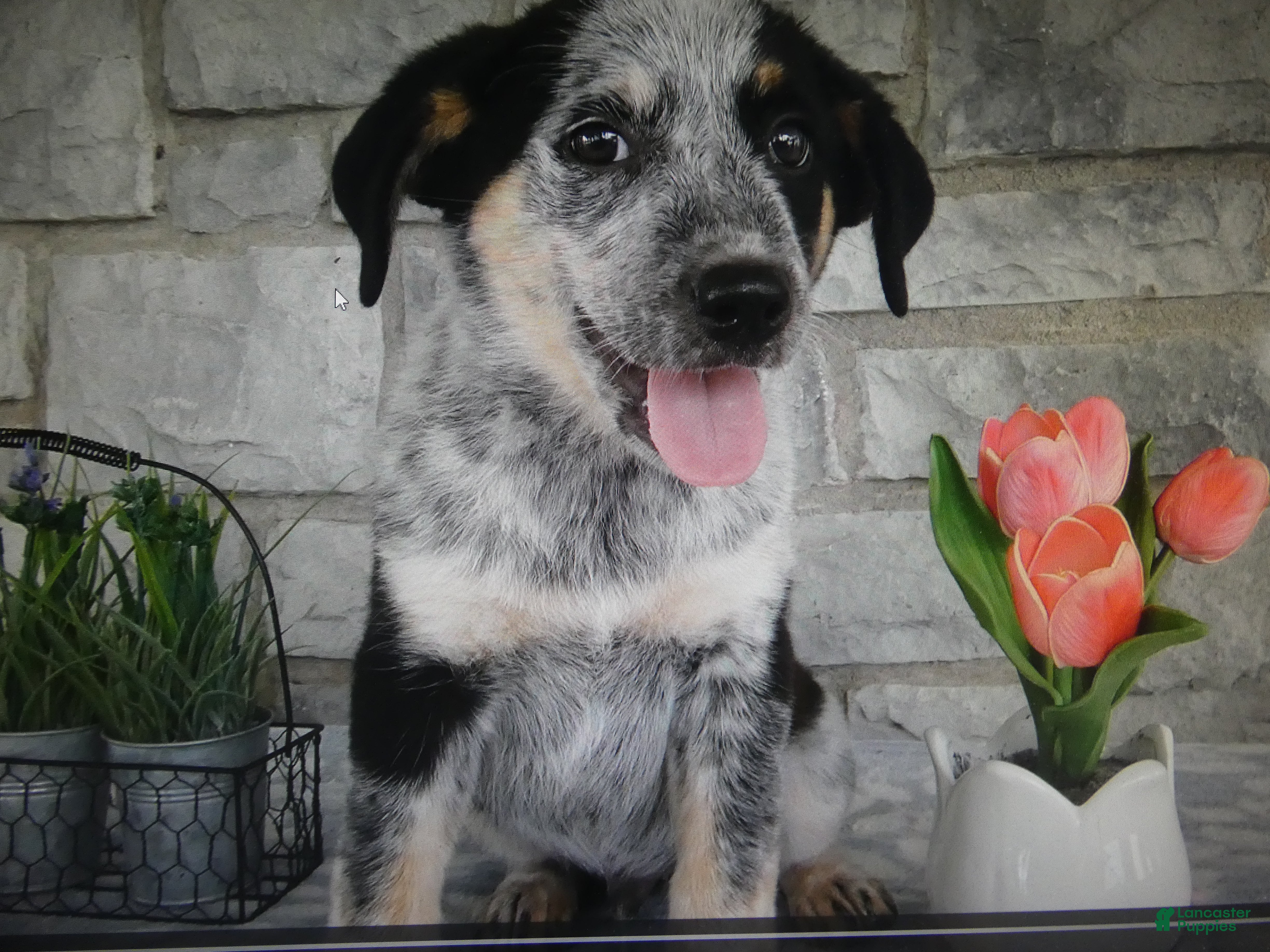 Mixed Breed dogs Mixed Breed 1 Coyote - Ad 9