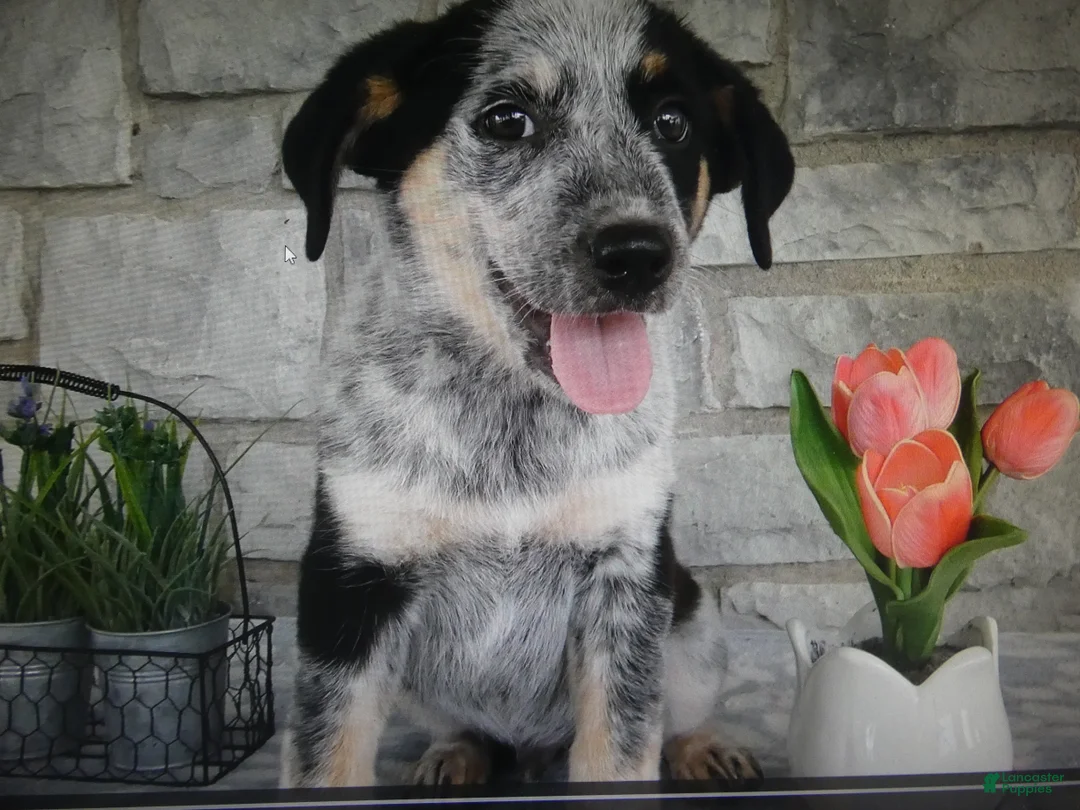 Mixed Breed dogs for sale: Mixed Breed 1 Coyote - Ad 1