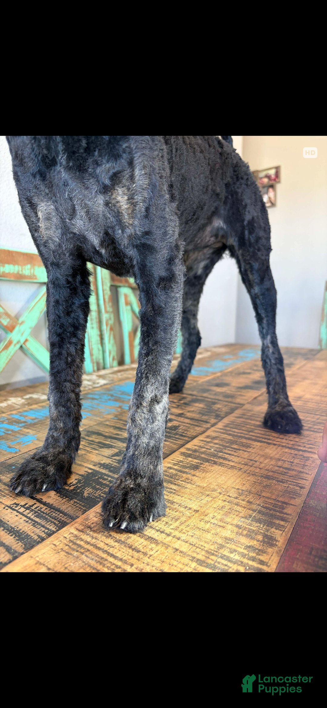 Miniature Poodle dogs for sale: Akc Clear Black Phantom Ellie - Ad 22