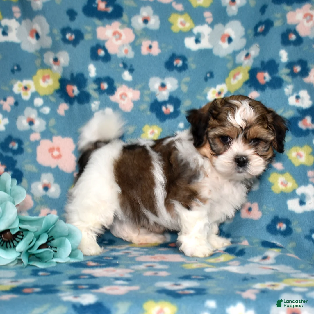 Teddy Bear dogs for sale: Frostie - Ad 6