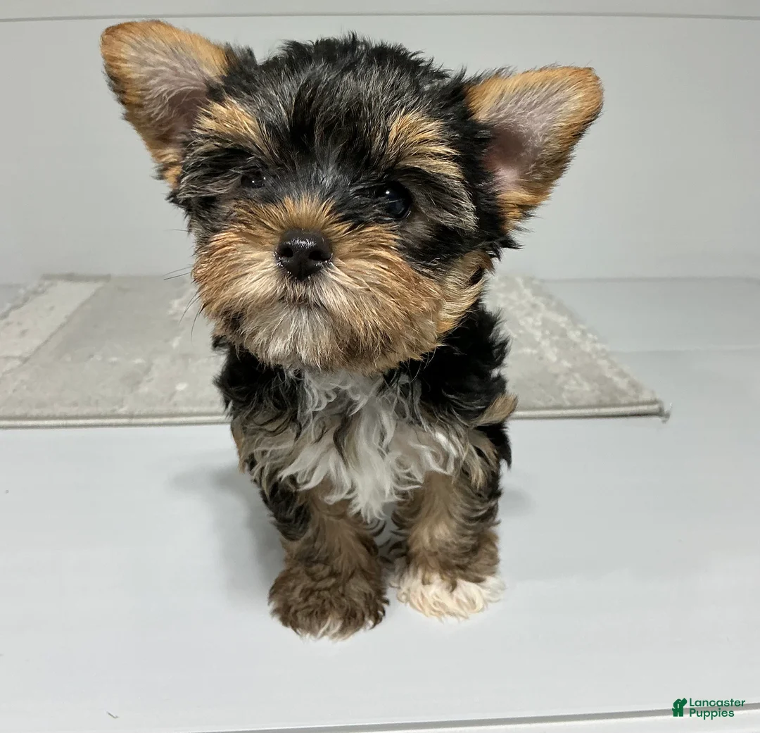 Yorkshire Terrier dogs for sale: Remi - Ad 6