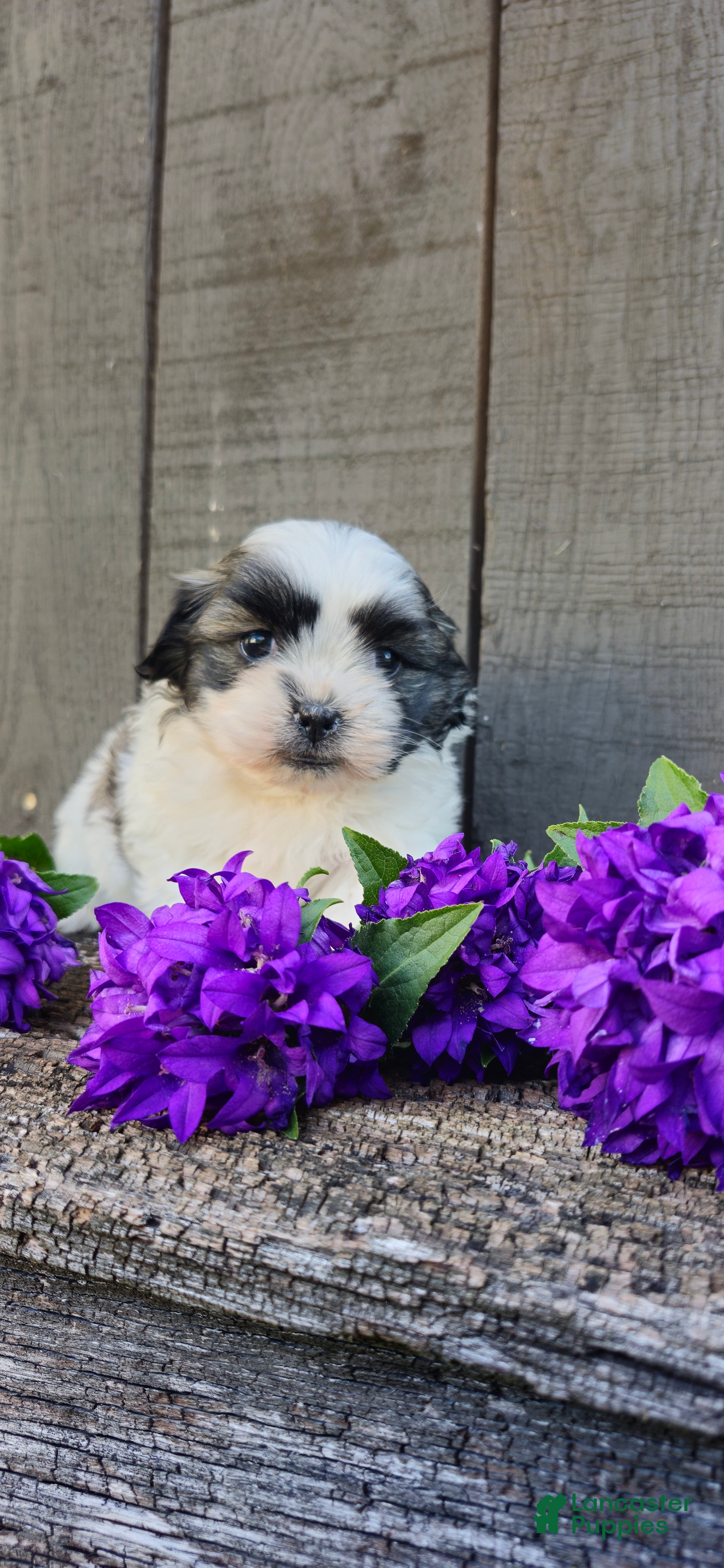 Teddy Bear dogs Macey - Ad 1
