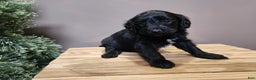Mini Bernedoodle dogs for sale: Grace - Ad 5