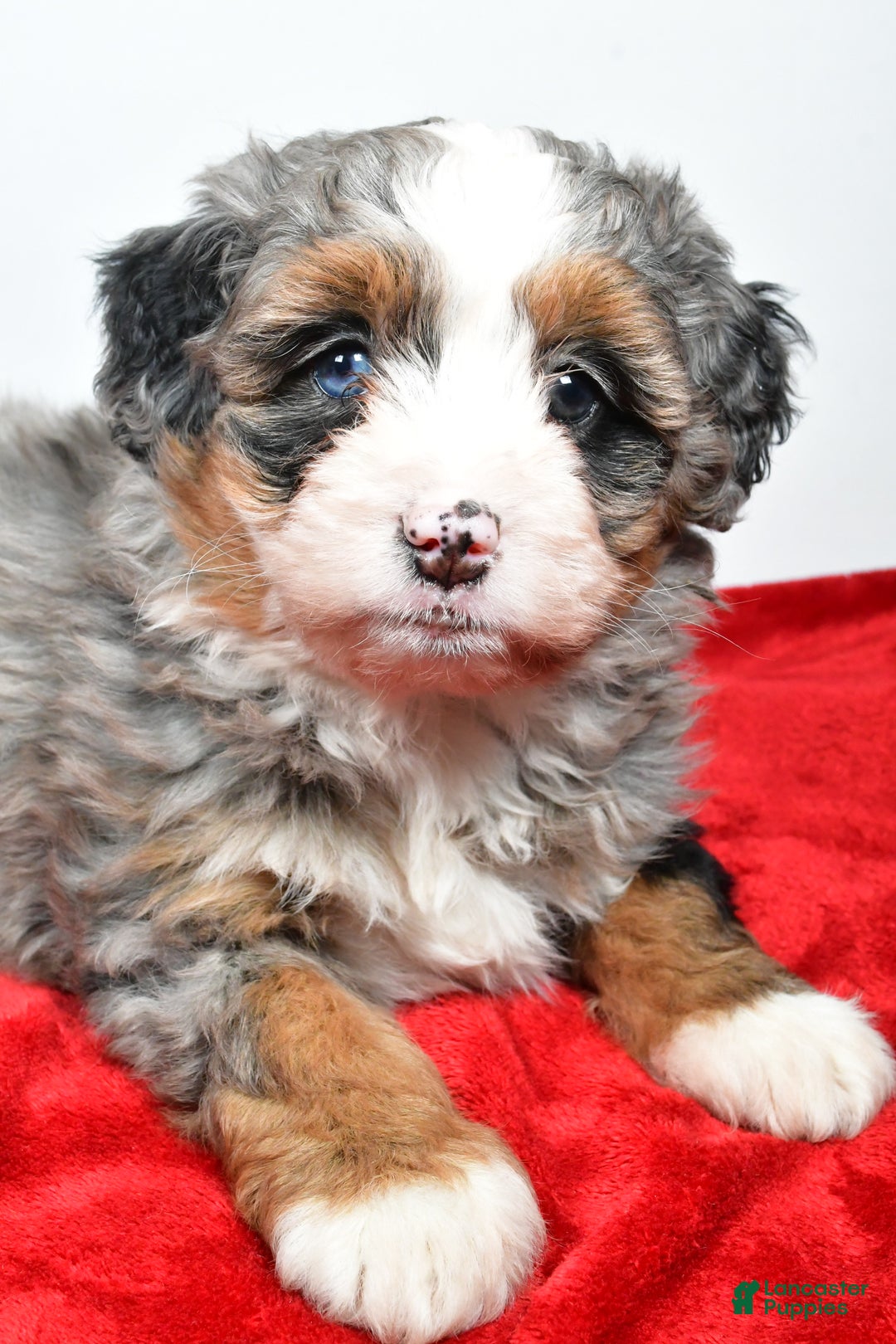 Mini Bernedoodle dogs for sale: Lola - Ad 10
