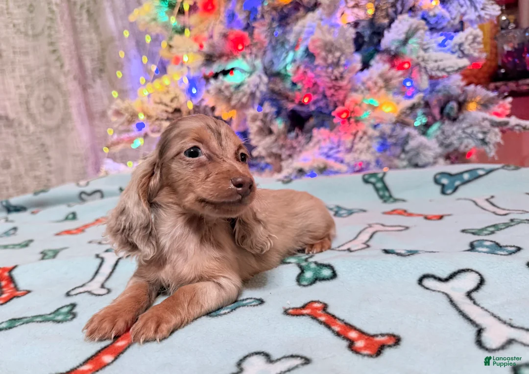 Miniature Dachshund dogs for sale: Bright blue eye - Ad 27