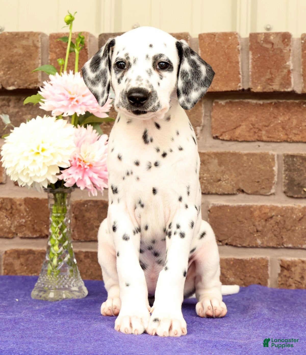 Dalmatian dogs Gina - Ad 1