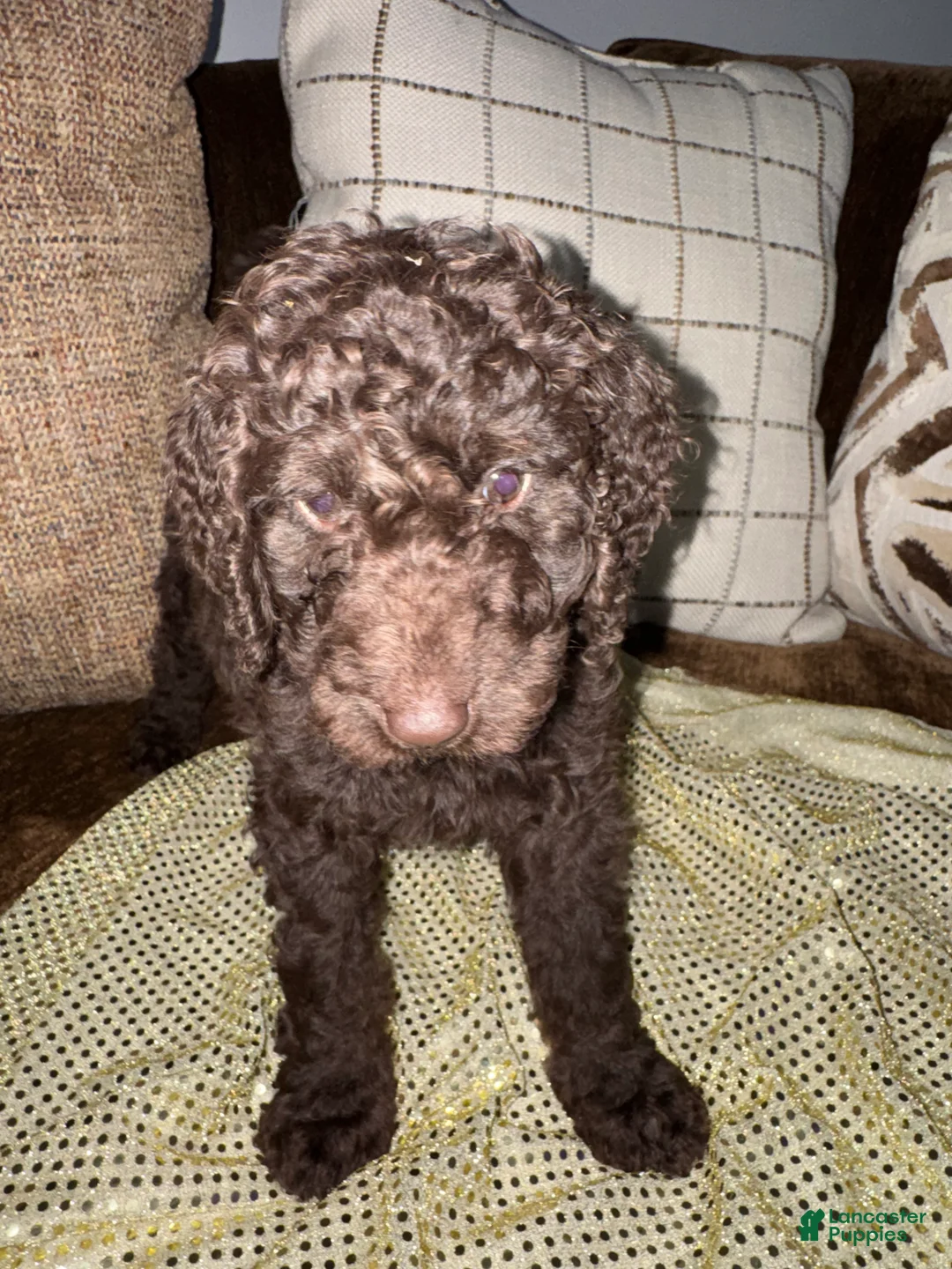 Labradoodle dogs for sale: Honeypot  - Ad 2