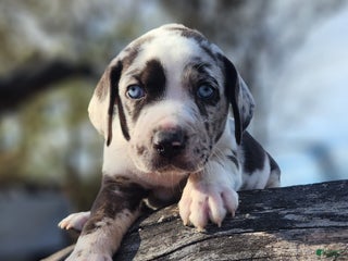 Catahoula Leopard Dog dogs Tala 2025 Male 1 - Ad 22