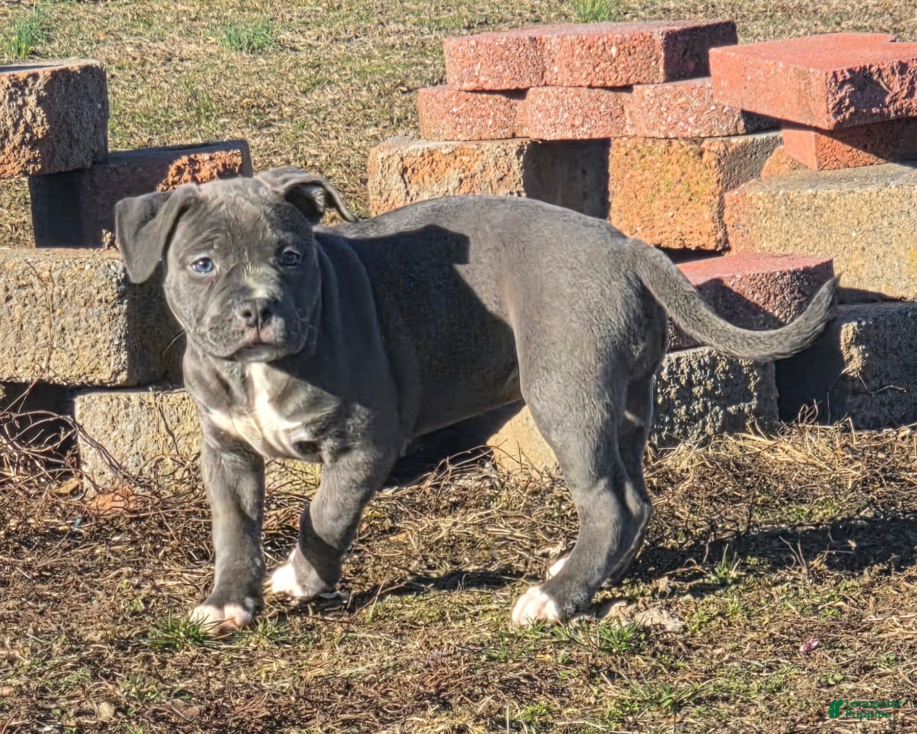 American Bully dogs Trixie - Ad 1