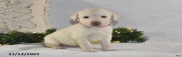 Labrador Retriever dogs for sale: Ronnie - Ad 1