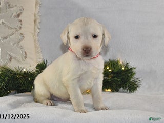 Labrador Retriever dogs Ronnie - Ad 39