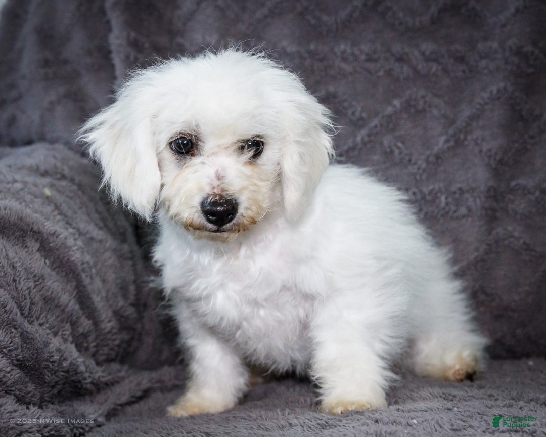 Bichon Frise dogs for sale: Jasper - Ad 3